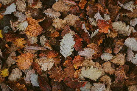 fall leaves